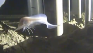 This elusive creature, thought to be a type of snailfish, was recently discovered, making it the deepest dwelling fish found. 